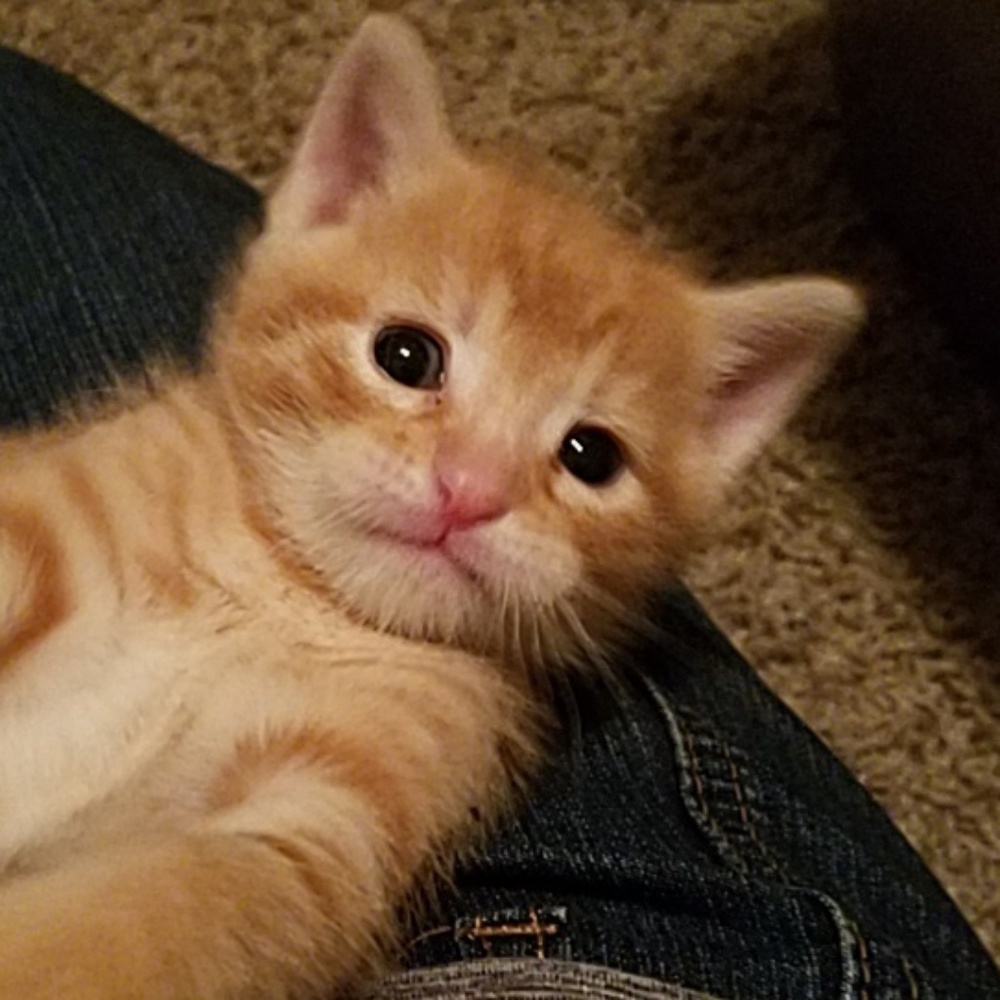 Meet your Posher, Andrea